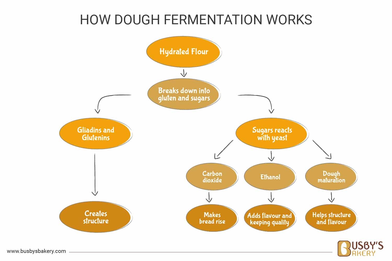 How dough fermentation works_V2 How dough fermentation works diagram