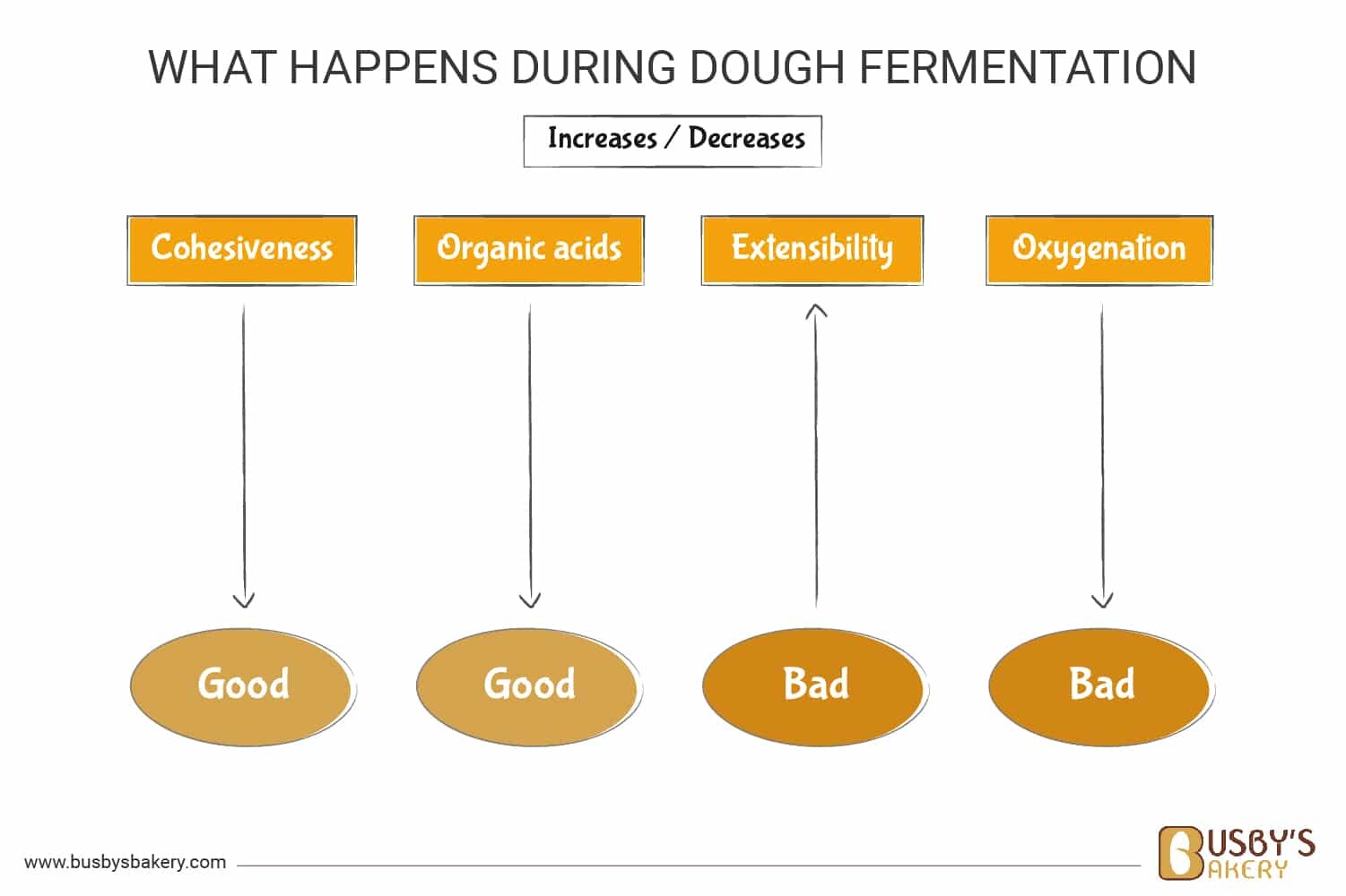 Bulk Fermentation (First Rise) Explained - What Happens During Dough Fermentation V2