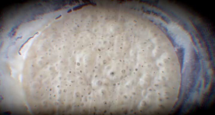 Sourdough starter A ripe sourdough starter