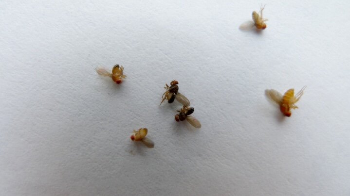 fruit flies (1)