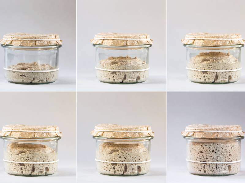 Sourdough starter rising