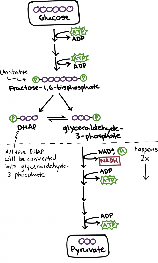 The process of glycolysis